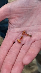 Hygrocybe conicoides