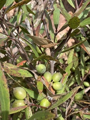 Persoonia confertiflora