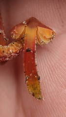 Hygrocybe conicoides