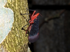 Kalidasa lanata