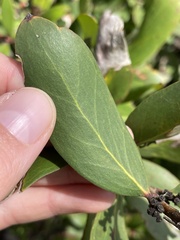 Persoonia confertiflora