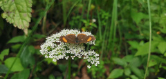 Heliophorus
