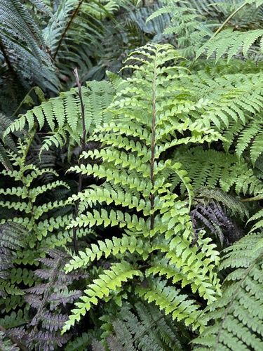 Asplenium acuminatum observed 2022-11-05