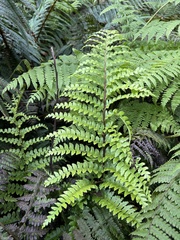 Asplenium acuminatum