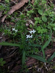 Asperula scoparia