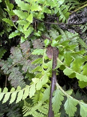 Asplenium acuminatum