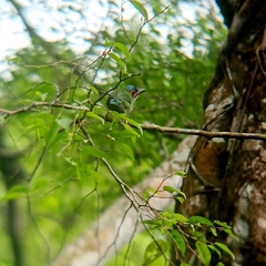 Psilopogon duvaucelii