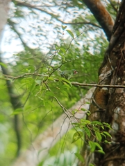 Psilopogon duvaucelii