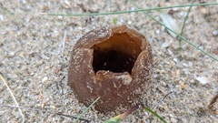 Peziza ammophila