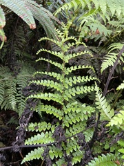 Asplenium acuminatum