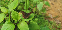Heliophorus