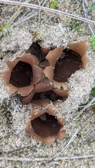 Peziza ammophila
