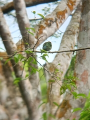 Psilopogon duvaucelii