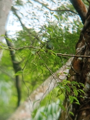 Psilopogon duvaucelii