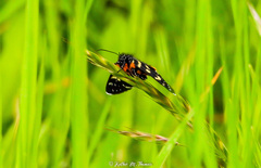 Phalaenoides tristifica