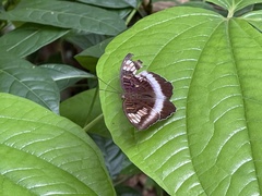 Tanaecia iapis