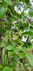 Clematis cunninghamii