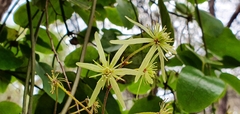 Clematis cunninghamii