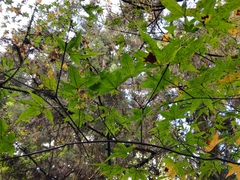Acer serrulatum