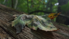 Apiognomonia errabunda