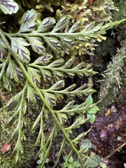 Asplenium haleakalense