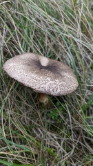 Agaricus xanthodermus