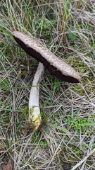 Agaricus xanthodermus