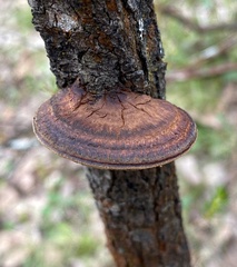 Fuscoporia