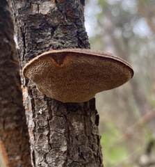 Fuscoporia