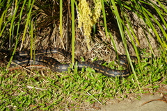 Morelia spilota
