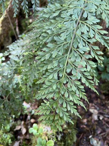 Asplenium sphenotomum observed 2022-11-05