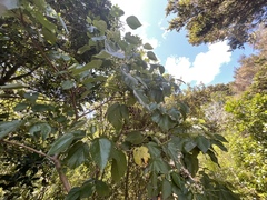 Entelea arborescens