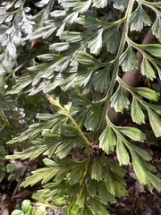 Asplenium sphenotomum