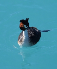 Podiceps cristatus australis