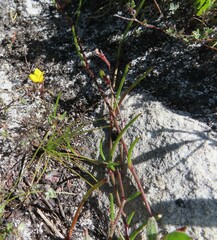 Lebeckia wrightii