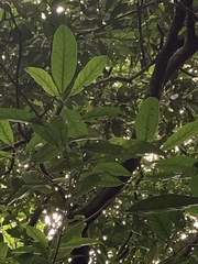 Turpinia formosana