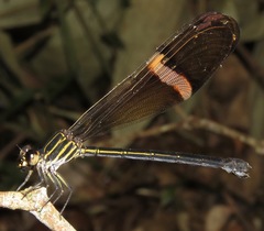 Polythore boliviana