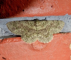 Ophthalmitis herbidaria