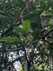 Turpinia formosana