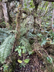 Asplenium sphenotomum