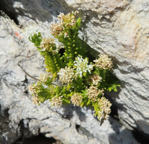Stilbe rupestris (Stilbe rupestris)