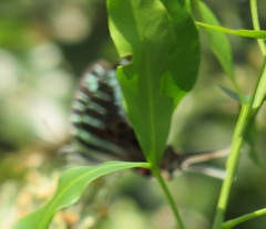 Graphium colonna