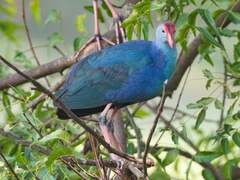 Porphyrio poliocephalus