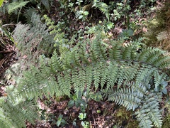 Asplenium acuminatum