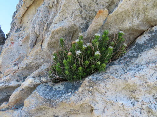 Image of Stilbe rupestris by (c) linkie, some rights reserved (CC BY)