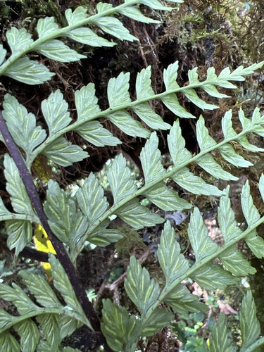 Asplenium acuminatum observed 2022-11-05