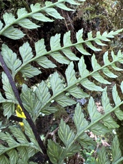 Asplenium acuminatum