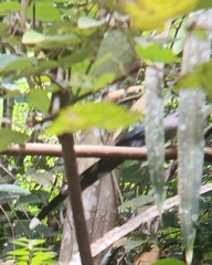 Phaenicophaeus diardi