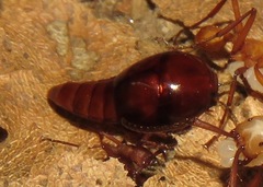 Vatesus