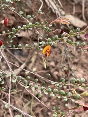 Bossiaea buxifolia